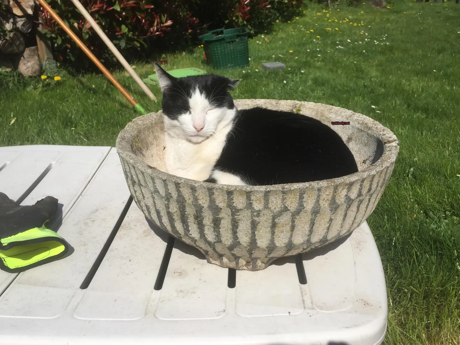 Siyah beyaz bir kedi bir tablonun üzerinde bir kaseye uzanmış vaziyette.