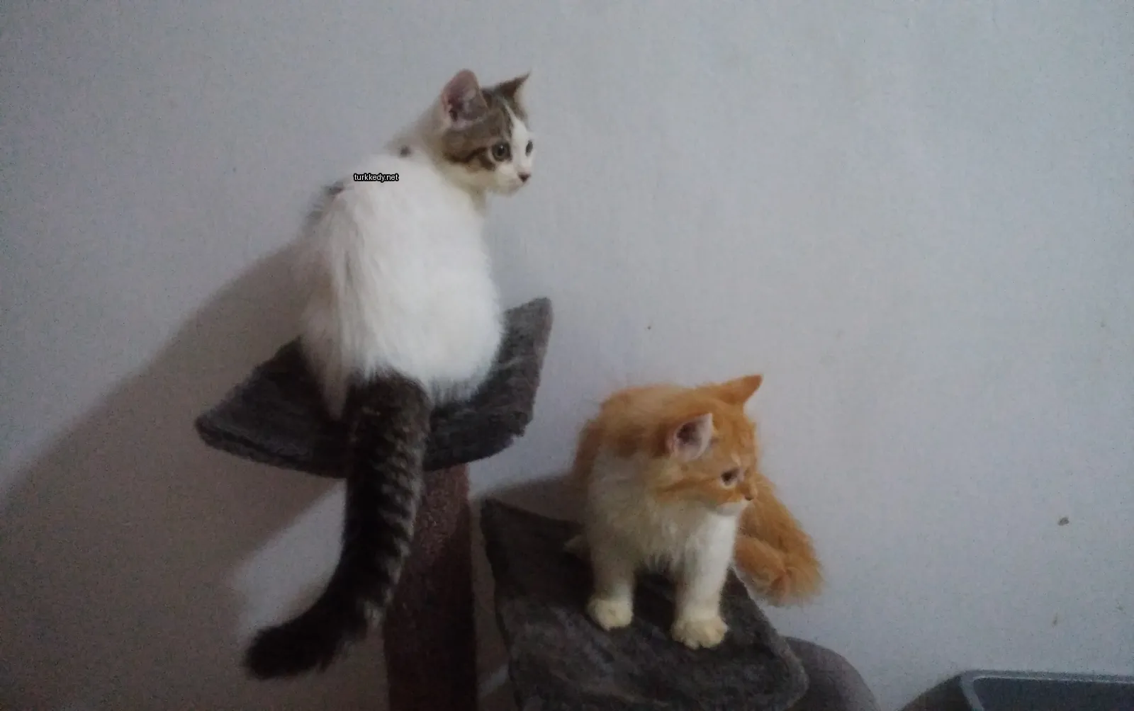 Beyaz ve gri bir kedi bir kedi kulesinde oturuyor.