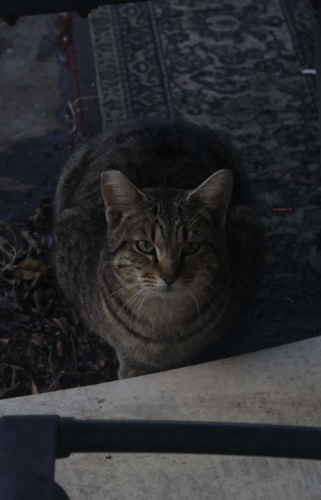 Gri ve beyaz bir kedi, bir basamak üzerinde duruyor.