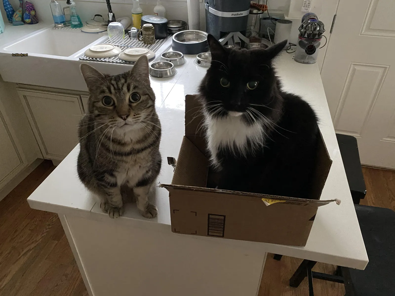 Siyah beyaz bir kedi bir karton kutuda oturuyor.