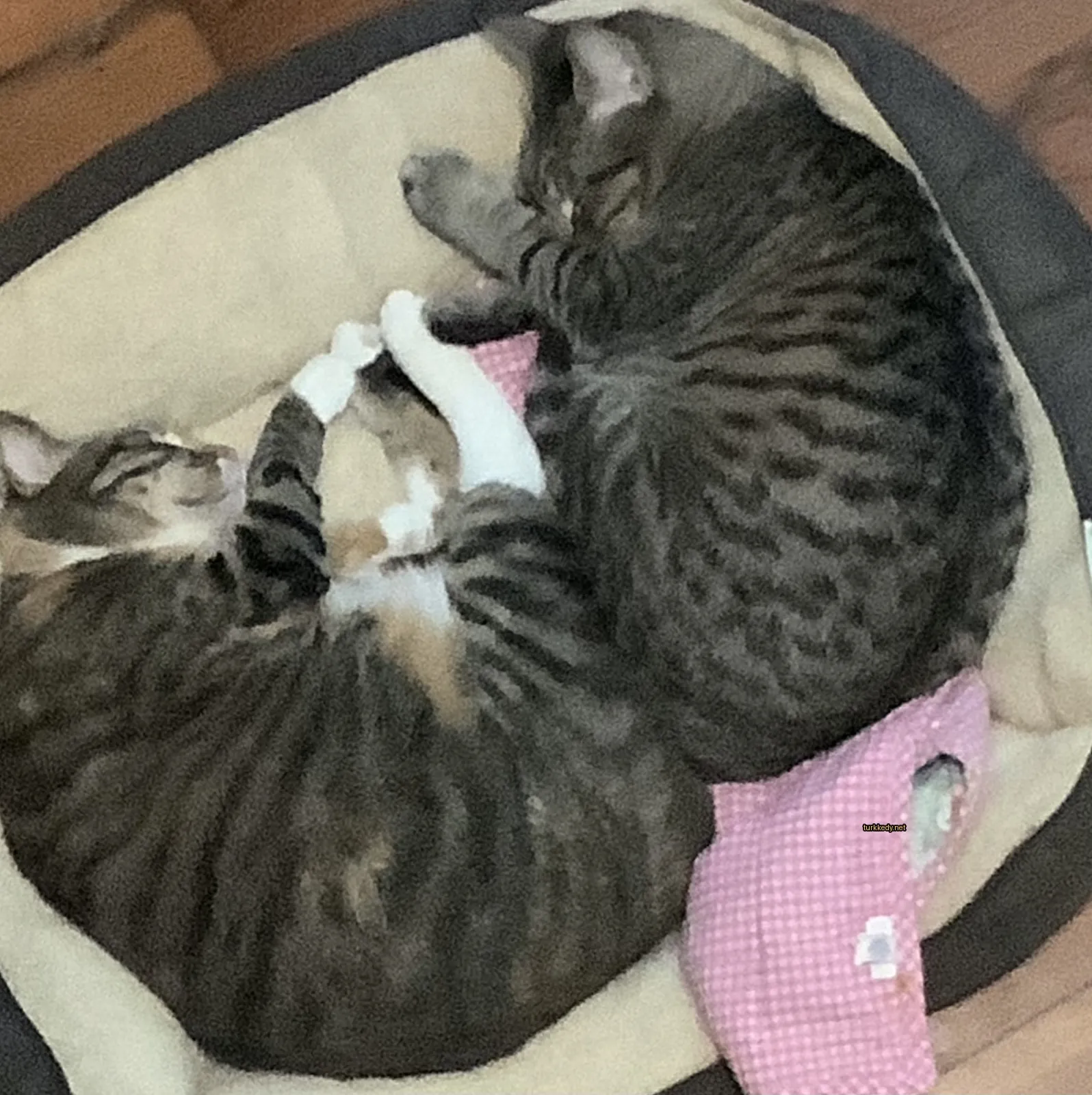 İki kedi yatakta uyuyor.