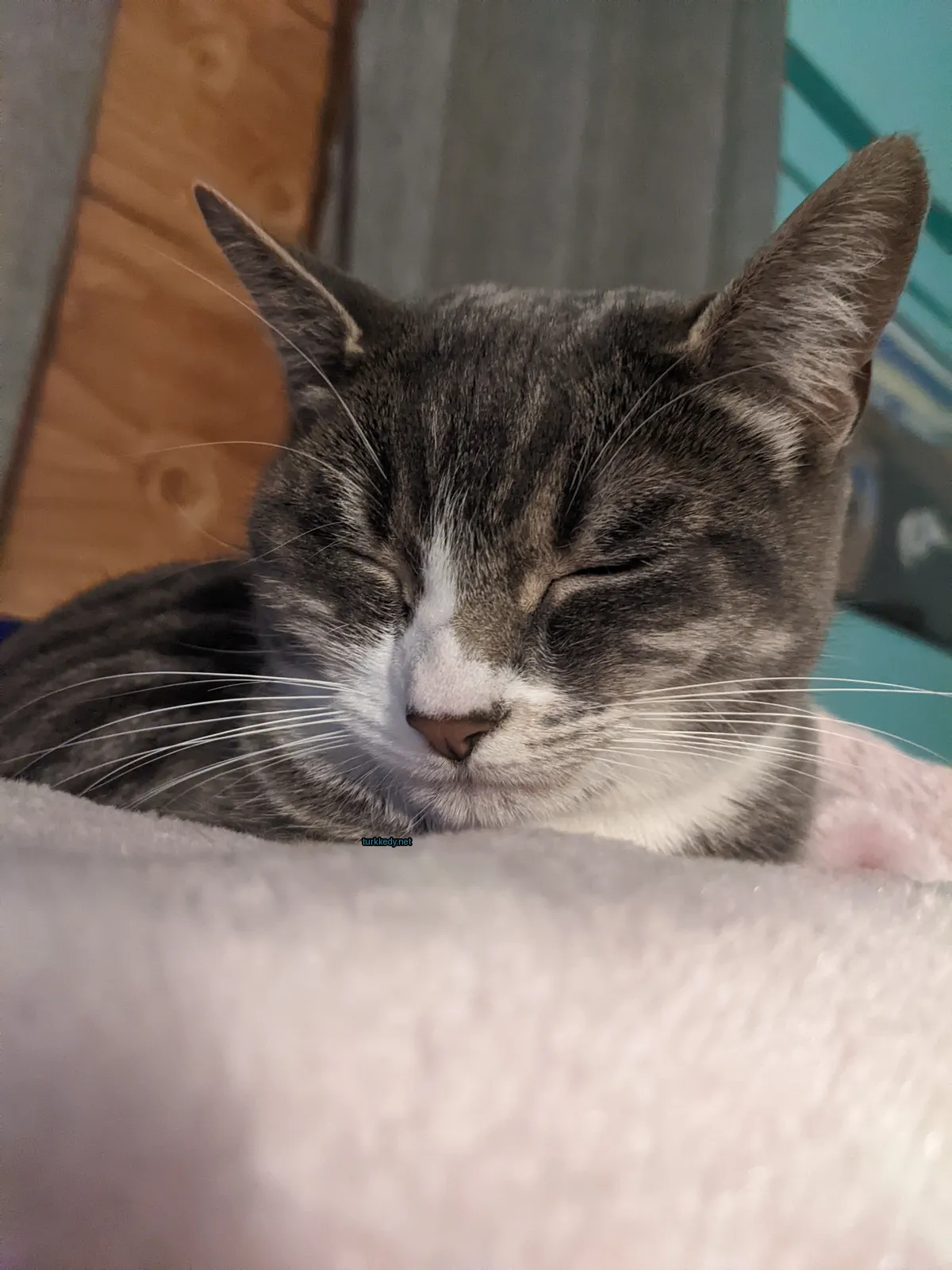 Gri ve beyaz bir kedi, mavi bir kemerli olarak, bir pink yastıkta yatıyor.