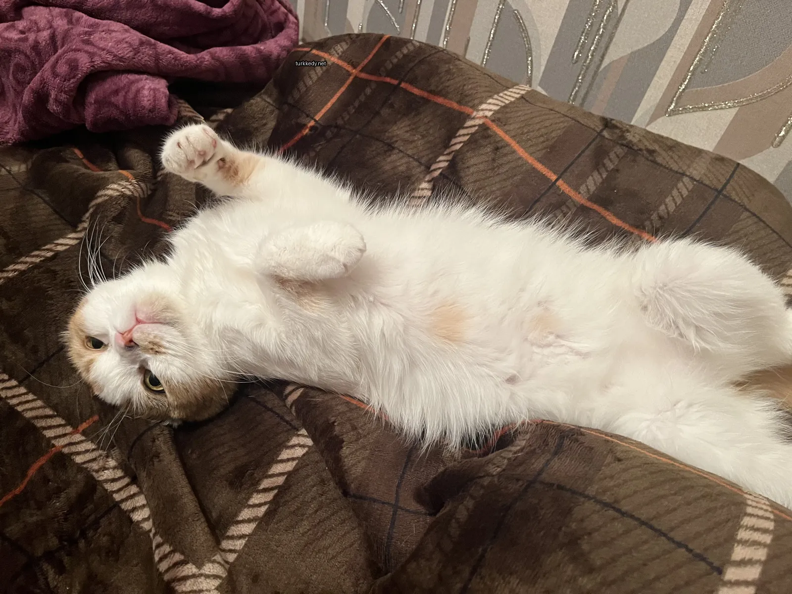 Beyaz bir kedi, kahverengi lekeleri olan, bir yastıkta yatıyor.