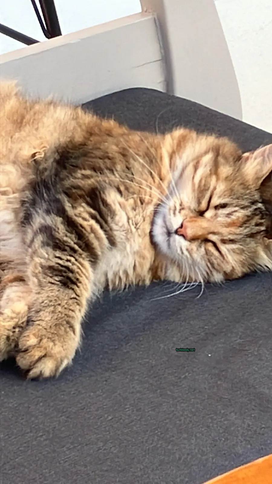 Kara ve beyaz bir kedi bir minderin üzerinde yatıyor.