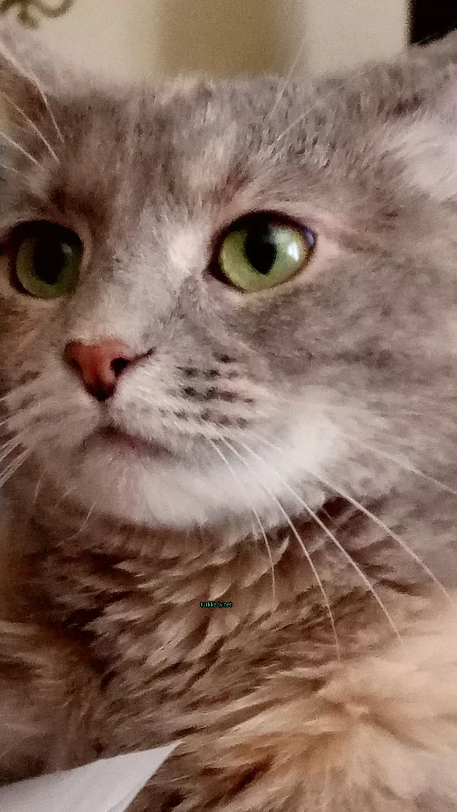 Gri ve beyaz bir kedi, yeşil gözleri ve pembe burunları var.