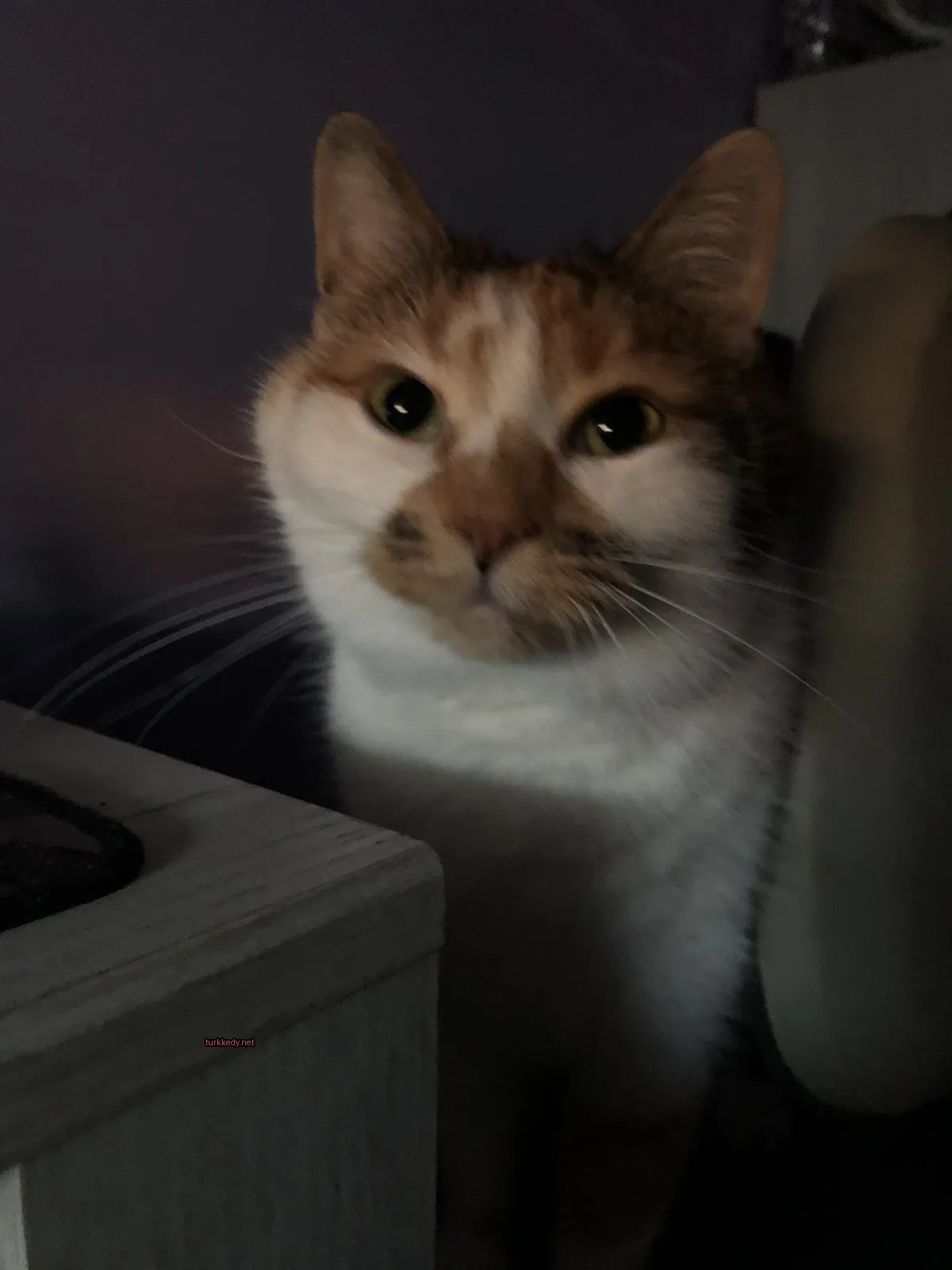 Beyaz ve kahverengi bir kedi bir masada oturuyor.