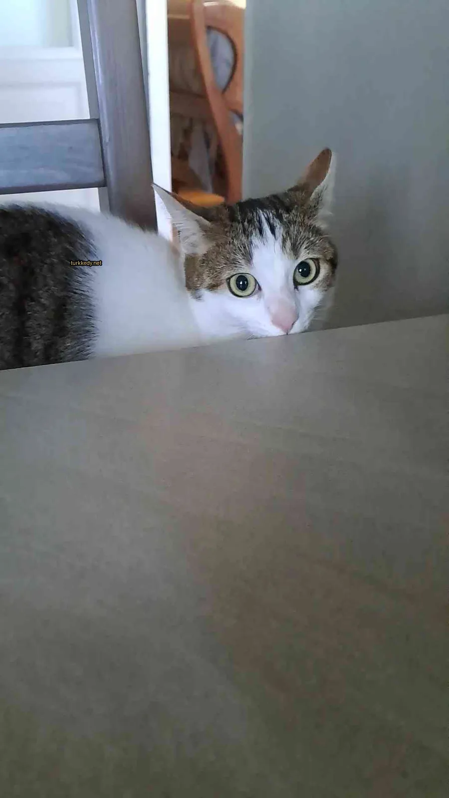 Beyaz ve kahverengi desenli bir kedi masa üzerinde oturuyor.