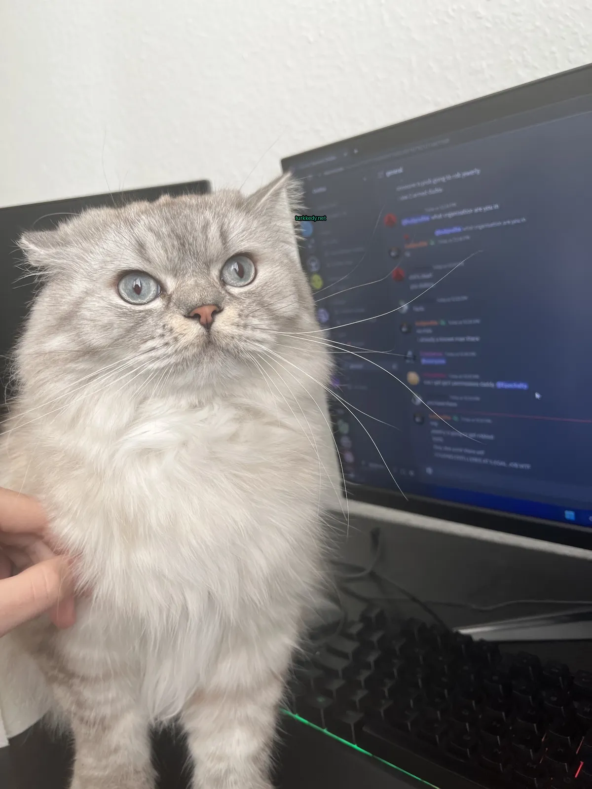 Beyaz bir kedi, gri yüzü ve tırnakları ile bilgisayar monitörünün önünde oturuyor.