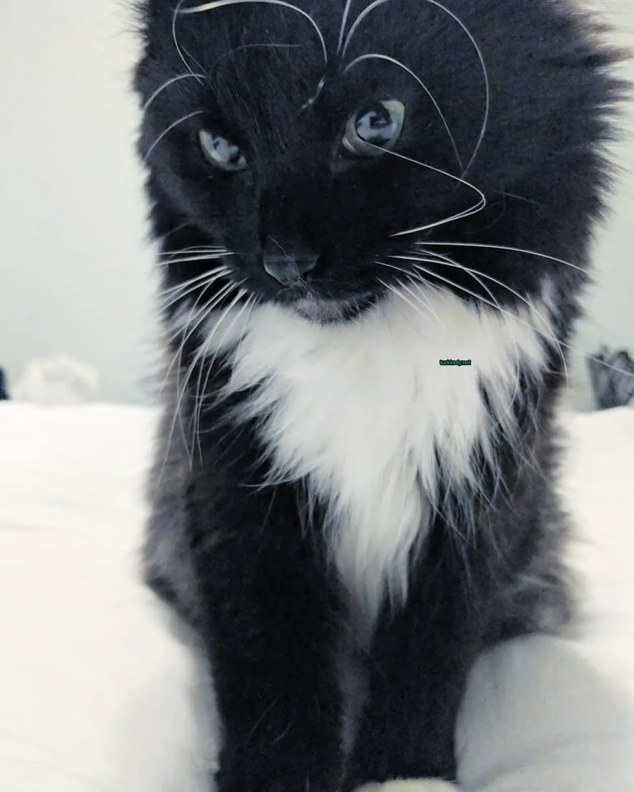 Siyah ve beyaz bir kedi beyaz bir yatakta beyaz göğüs ve uzun tüylere sahip.
