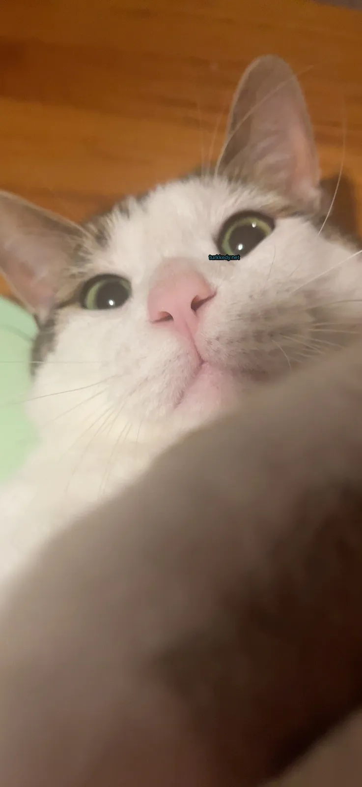 Beyaz ve kahverengi bir kedi, yeşil gözleri ve pembe burunları var.