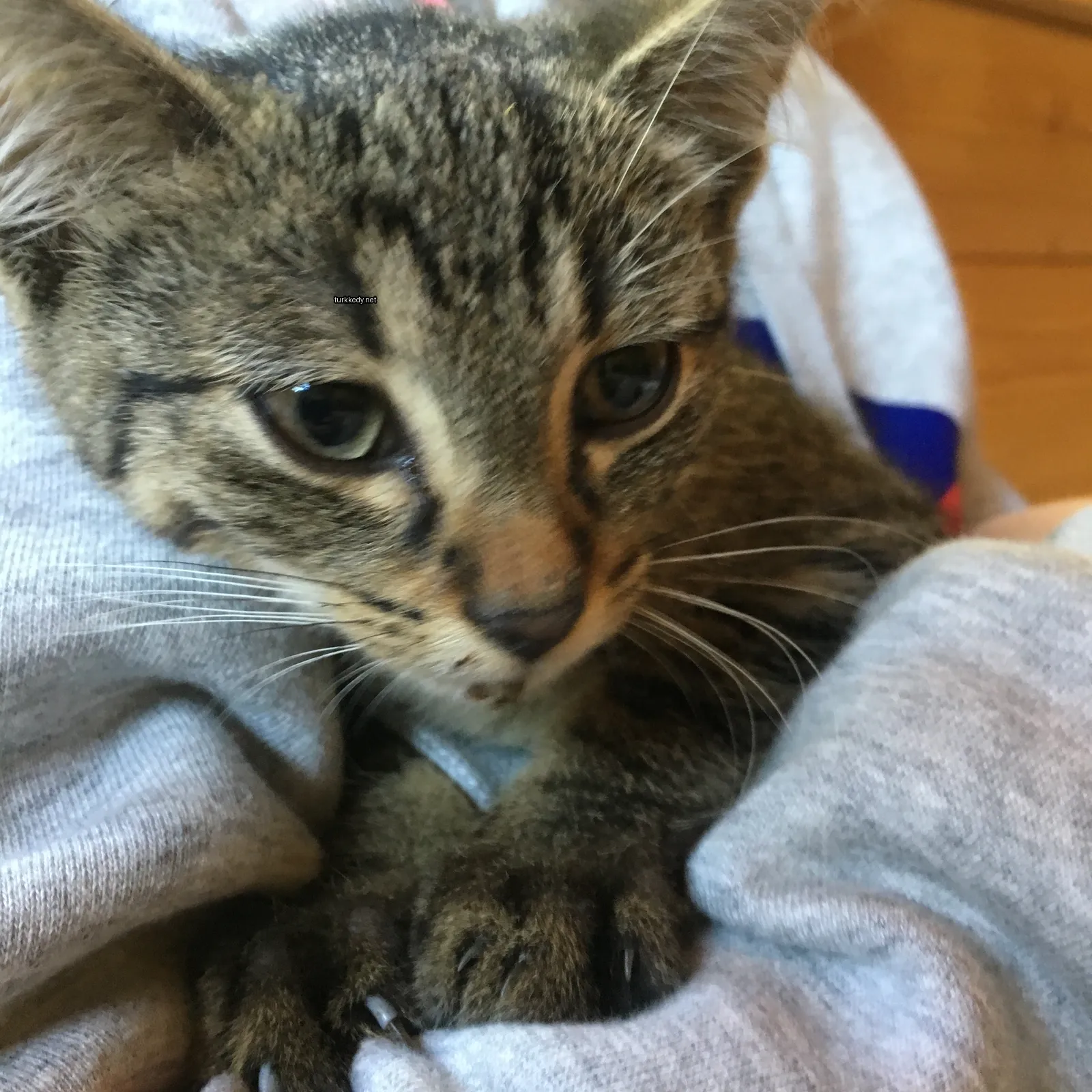 Kırmızı-beyaz bir püskürtü olan küçük bir kedi bir kişinin kolunda yatıyor.