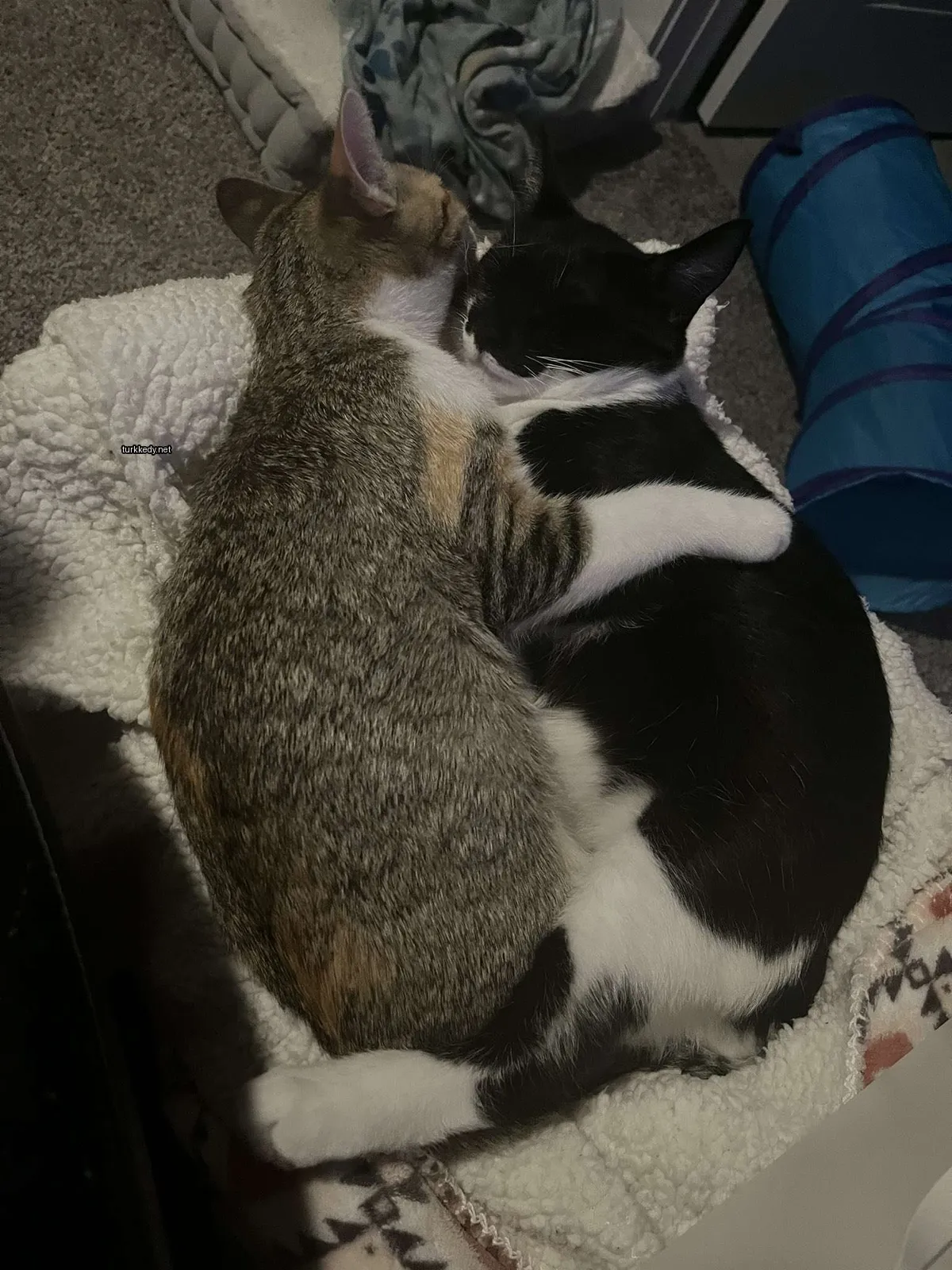 Siyah bir kedi beyaz bir yastıkta kahverengi bir kedi ile yatıyor.
