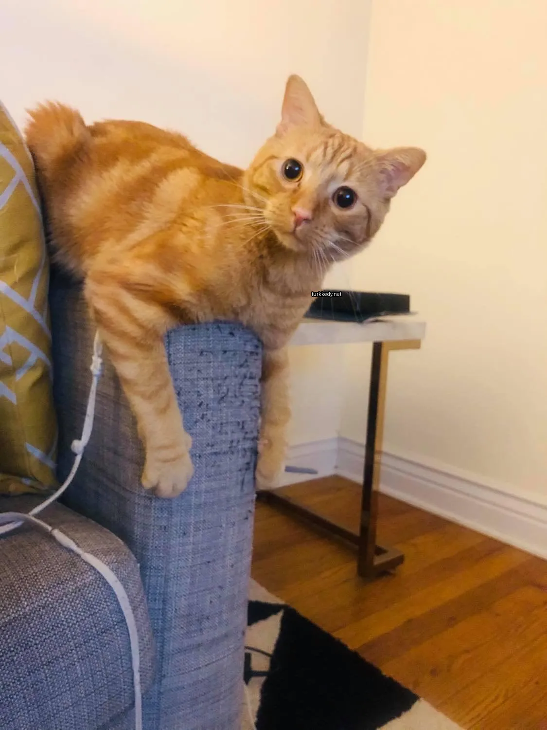 Bir kedi beyaz ve turuncu bir desenli bir koltukta oturuyor.