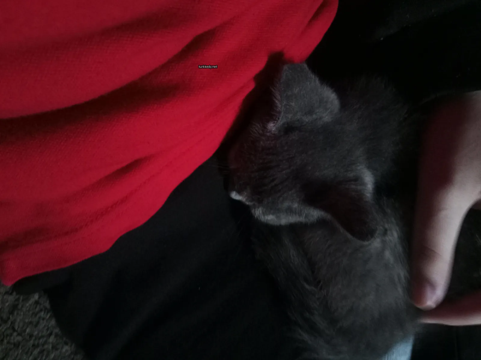 Gri bir kedi bir kırmızı tişört üzerinde uyuyor.