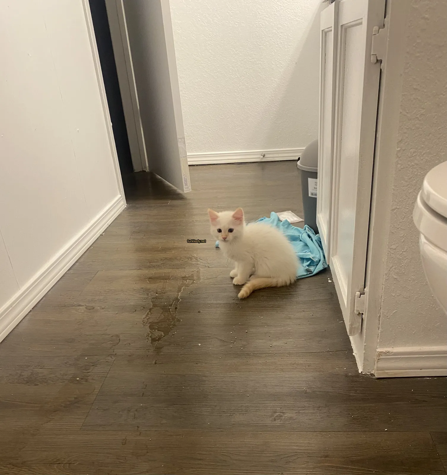 Beyaz bir kedi ahşap zeminde oturuyor.