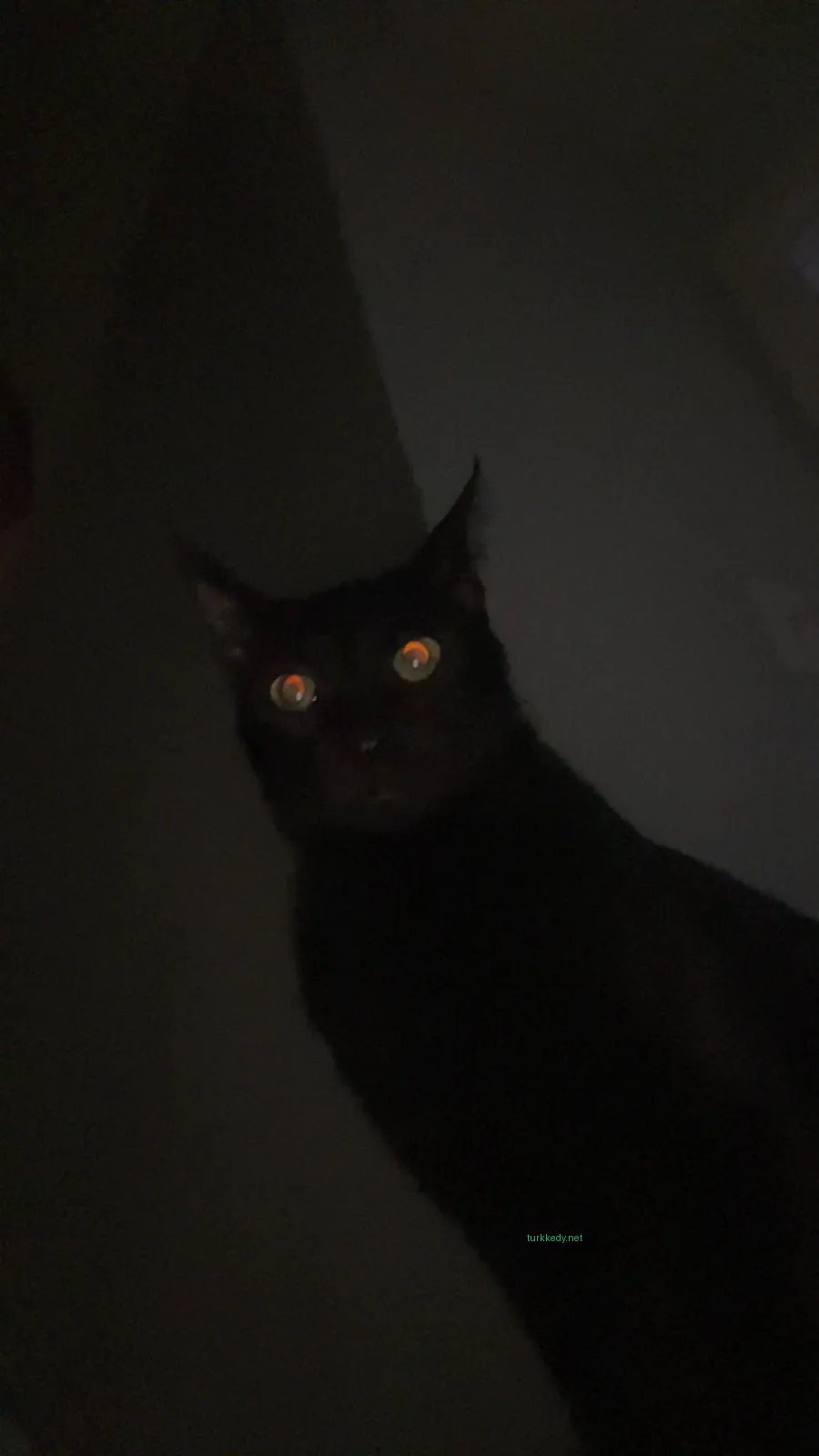 Kara bir kedi, siyah bir odada sarı gözleri ve beyaz burunlu duruyor.