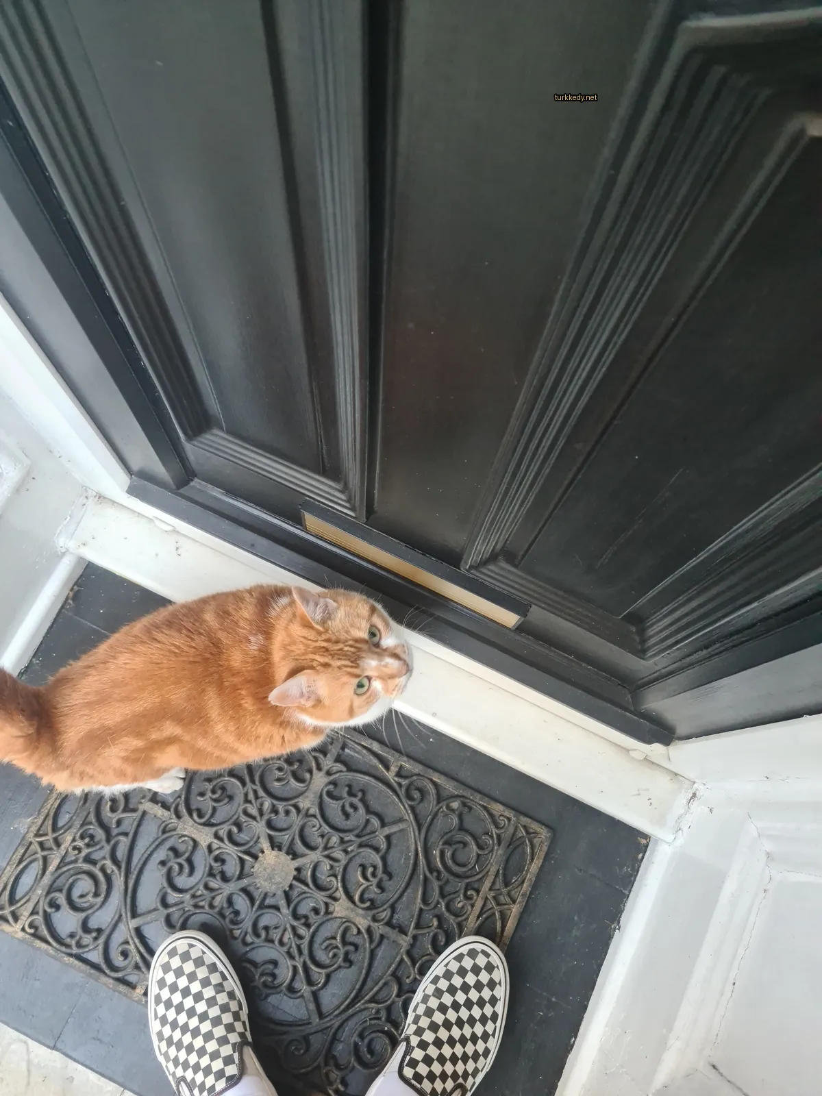 Kara ve beyaz bir kedi bir kapı önünde duruyor.