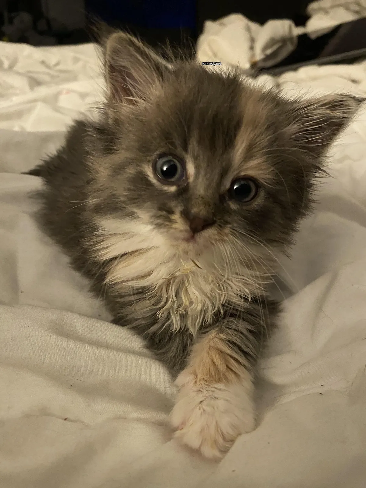 Beyaz bir kedi, beyaz bir ayakla beyaz bir bez üzerinde yatıyor.