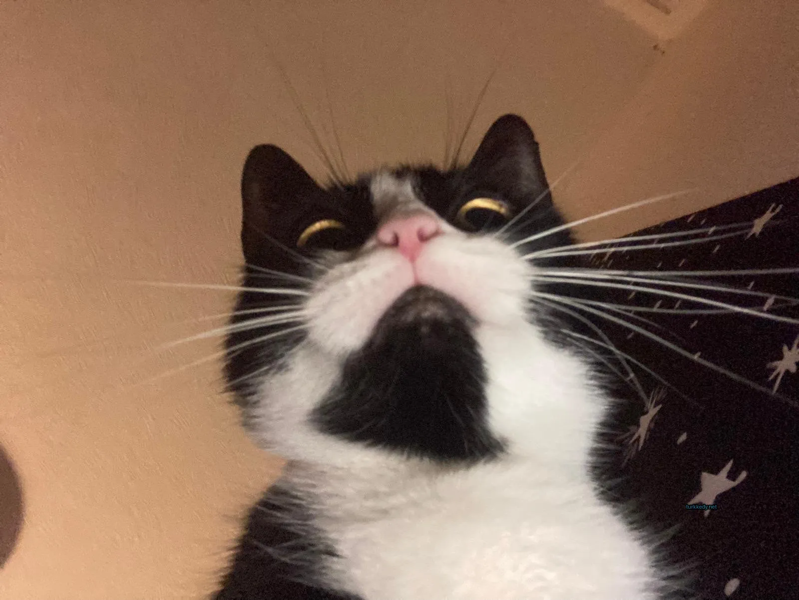 Beyaz bir kedi, kameraya bakarken pembe burun ve tüyleri var.