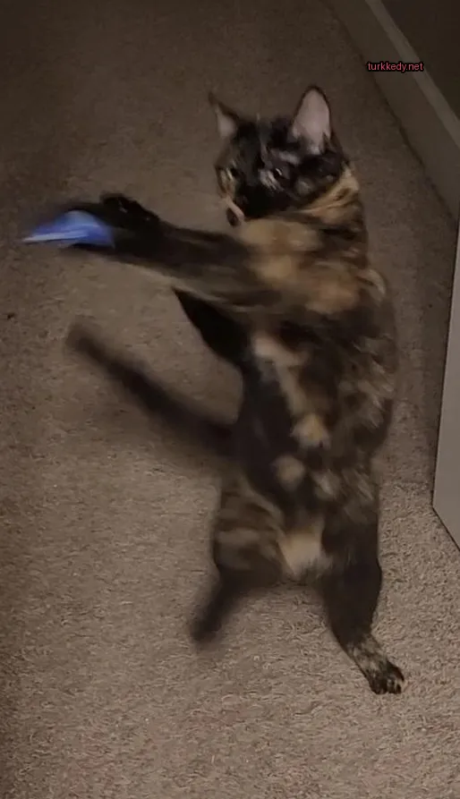 Kara ve siyah bir kedi mavi oyuncakla ağzında.