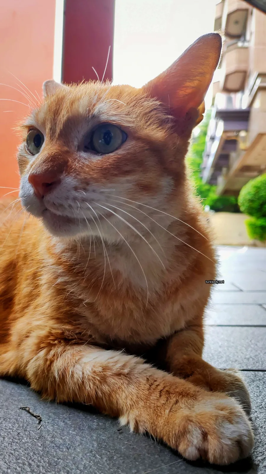 Bir kahverengi ve beyaz bir kedi bir sidewalk üzerinde oturuyor.