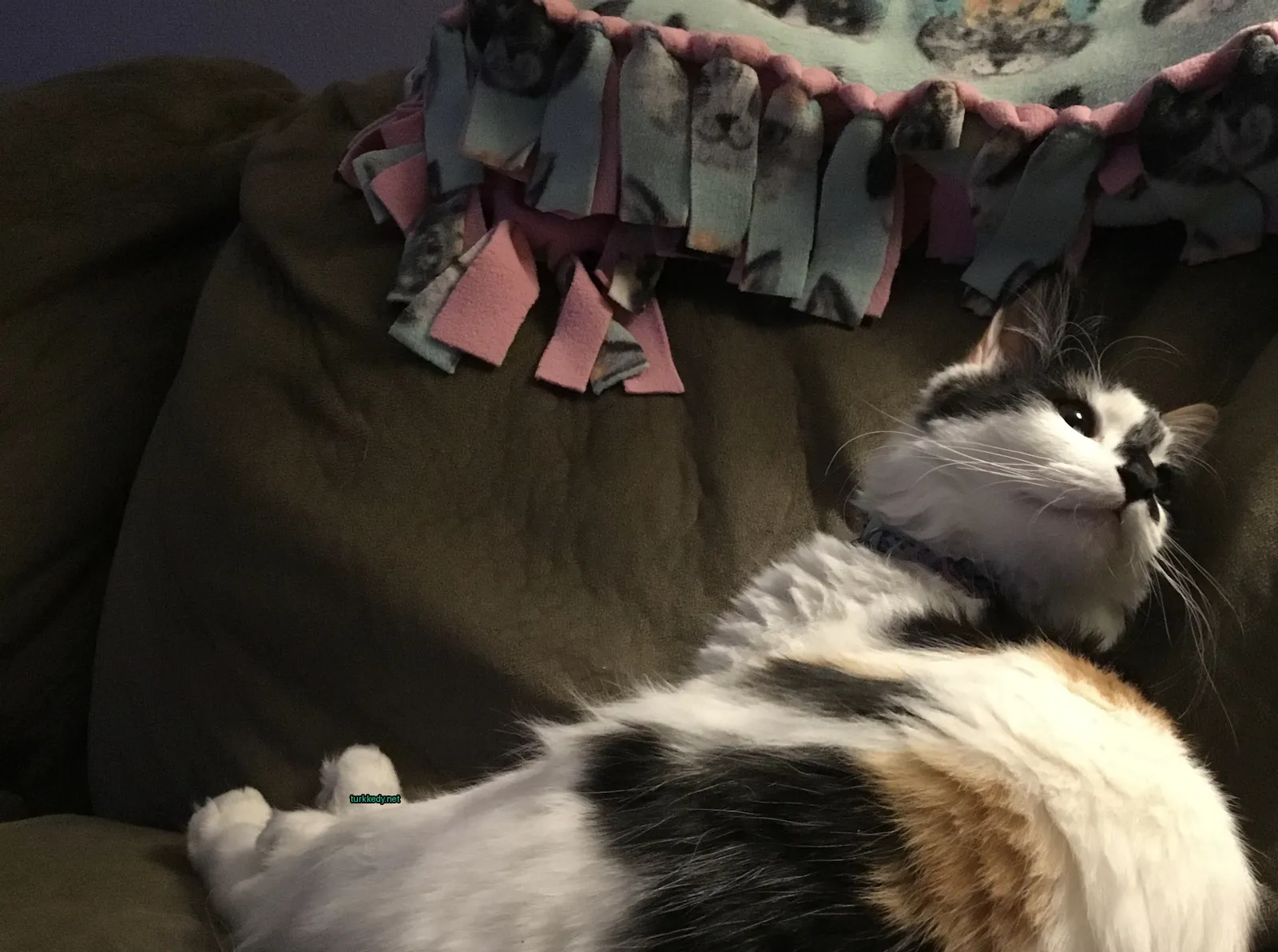 Siyah ve beyaz bir kedi bir sofa üzerinde yatıyor.