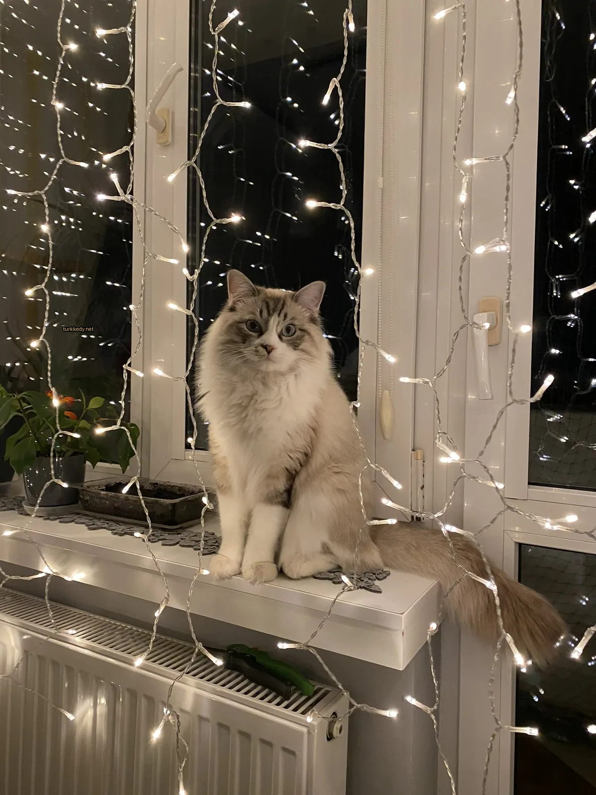 Beyaz bir kedi pencerede gri ve beyaz desenli bir şekilde oturuyor.