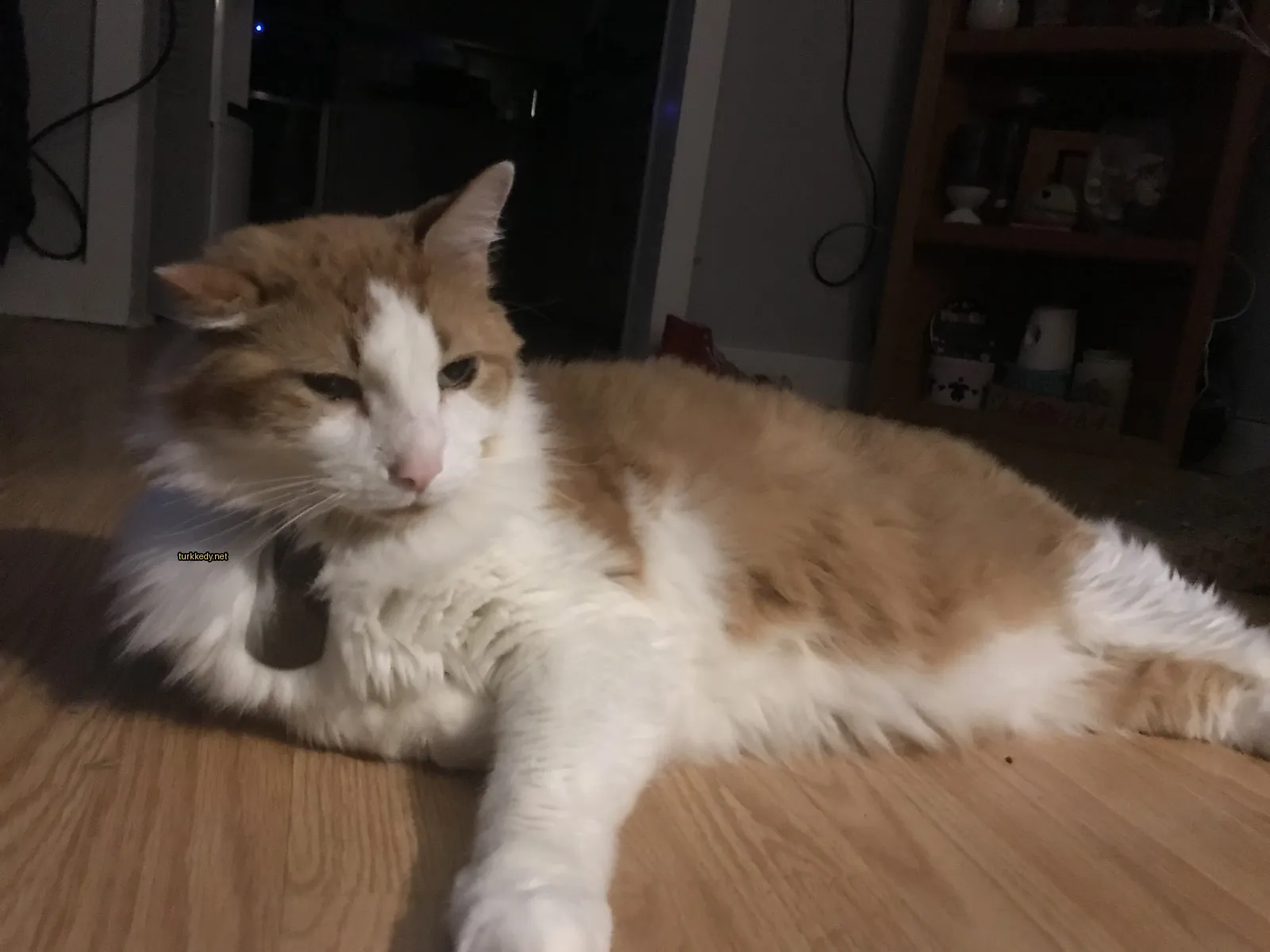 Beyaz ve turuncu bir kedi ahşap zemin üzerinde yatıyor.