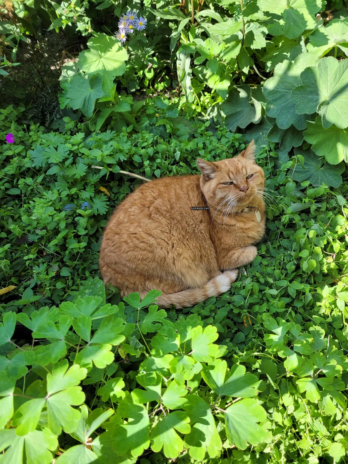 Kırmızı ve beyaz bir kedi otun üzerinde yatıyor.