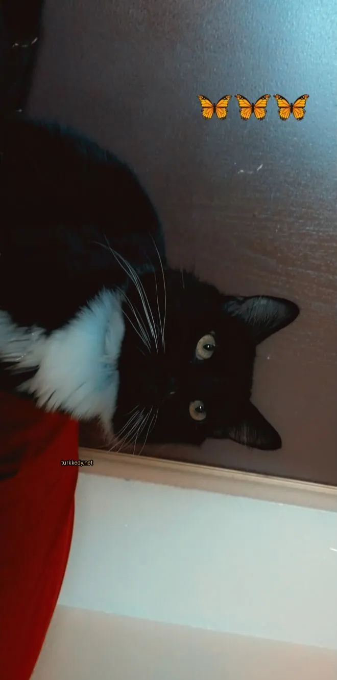 Siyah ve beyaz bir kedi, beyaz bir kemerli, kırmızı bir battaniğe uzanmış.