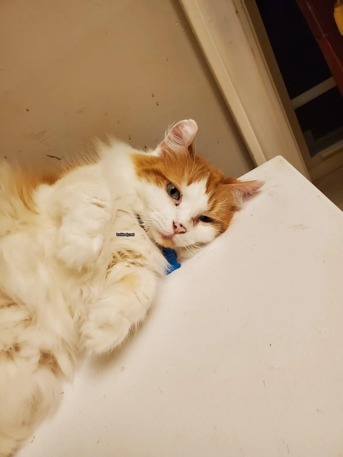 Beyaz ve turuncu bir kedi, mavi bir kemerle beyaz bir tezgahda yatıyor.