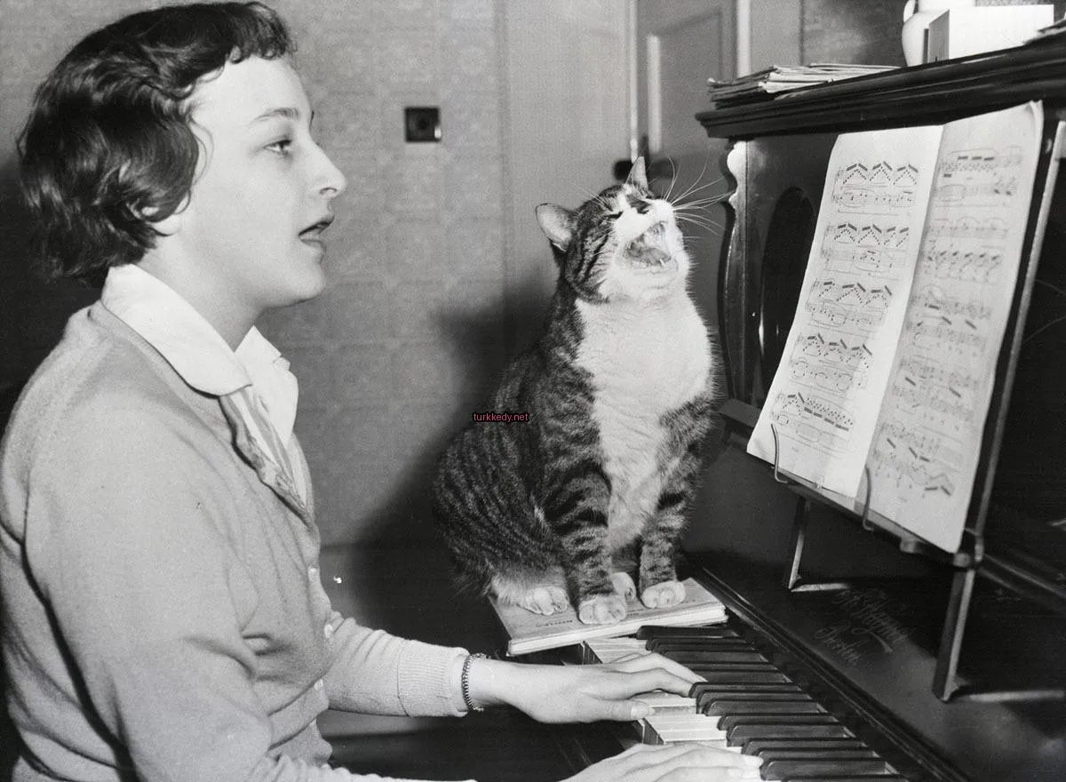 Bir kedi piyanonun üzerinde ağzı açık bir şekilde oturuyor.