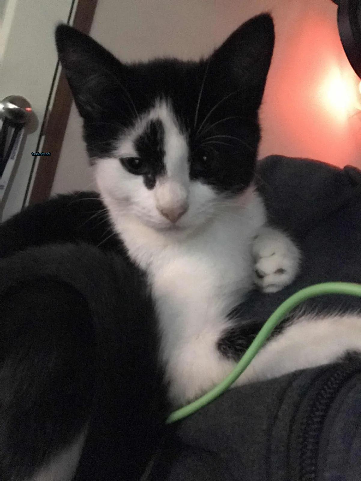 Siyah ve beyaz bir kedi bir kişinin bacakları üzerinde oturuyor.