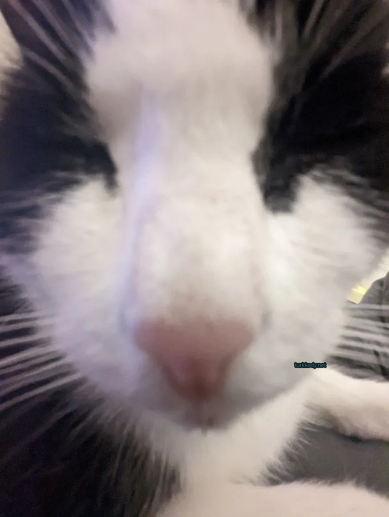 Siyah ve beyaz bir kedi, beyaz burun ve pink dili var.