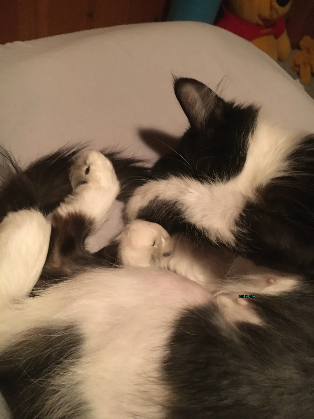 Beyaz ve siyah bir kedi yatakta yatıyor.