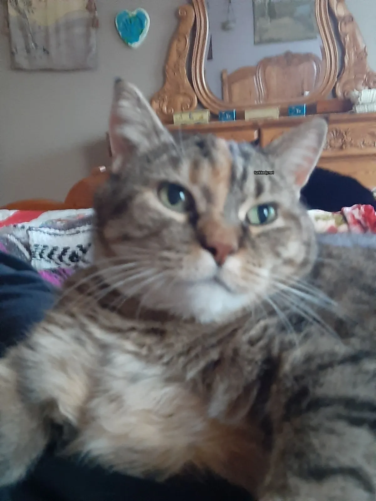 Koyu ve beyaz bir kedi yatakta yatıyor.