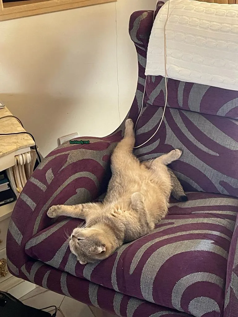 Gri ve beyaz bir kedi mavi bir koltukta yatıyor.