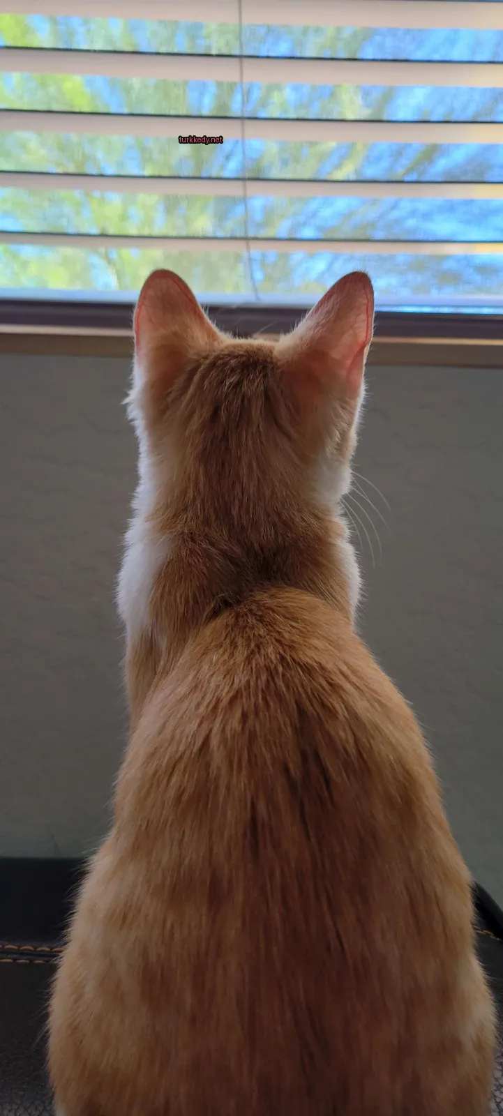 Kırmızı-beyaz bir kedi pencereden dışarı bakıyor.