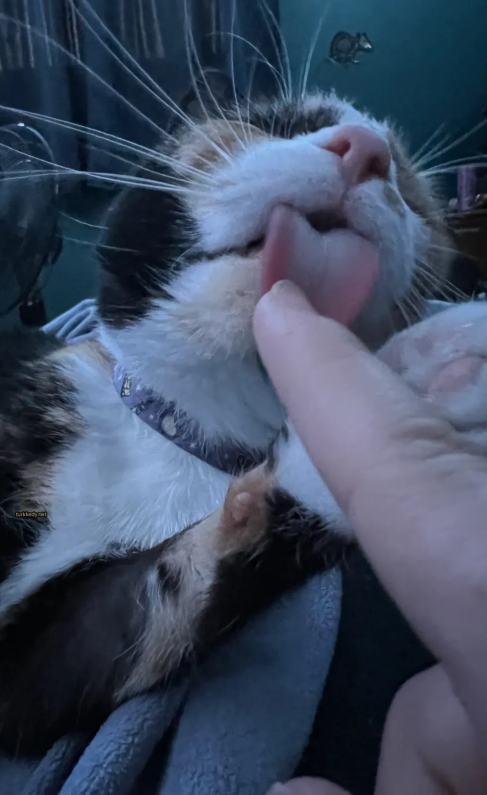 Siyah ve beyaz bir püskürtüye sahip bir kedi yatakta yatıyor.