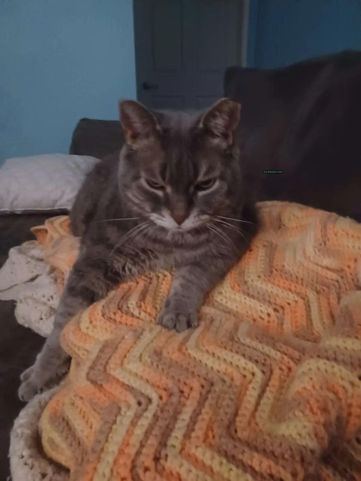 Gri ve beyaz bir kedi, bir çarşaf üzerinde duruyor.