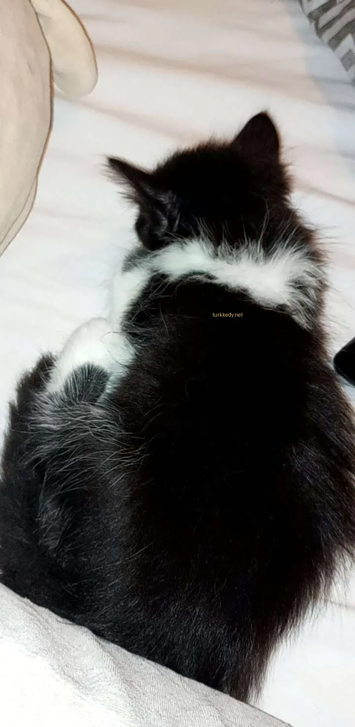 Beyaz bir kedi yatakta yatıyor.
