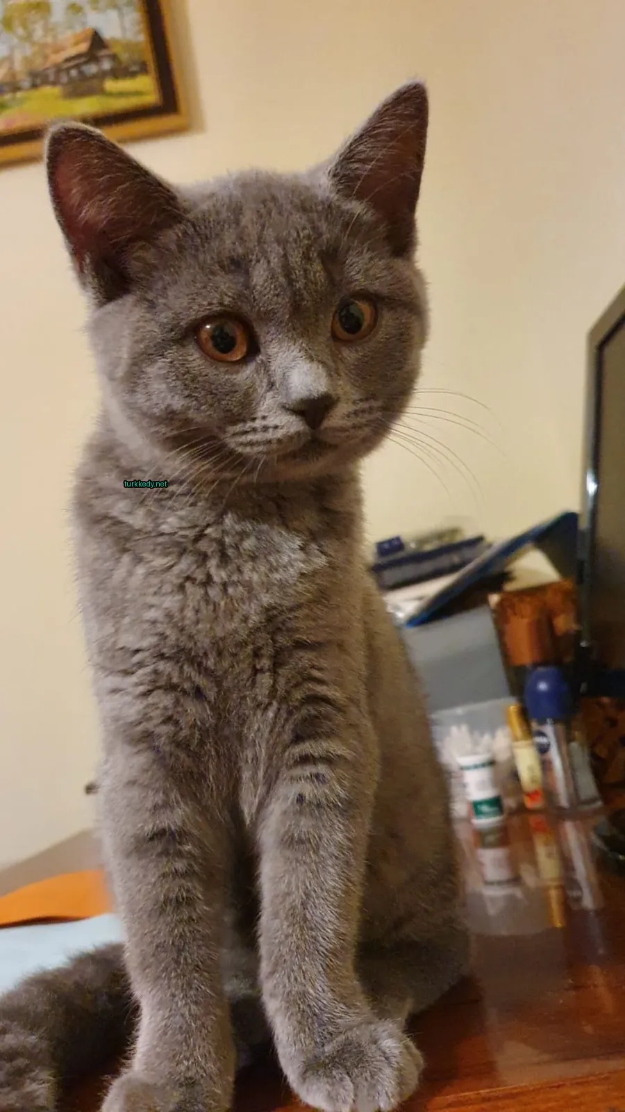 Beyaz ve gri bir kedi, bir bilgisayarın önünde bir masada oturuyor.
