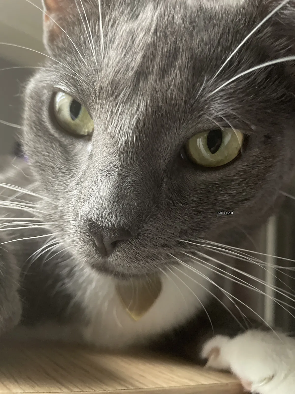 Gri bir kedi, beyaz bir çene ve tırnaklarla bir masada oturuyor.