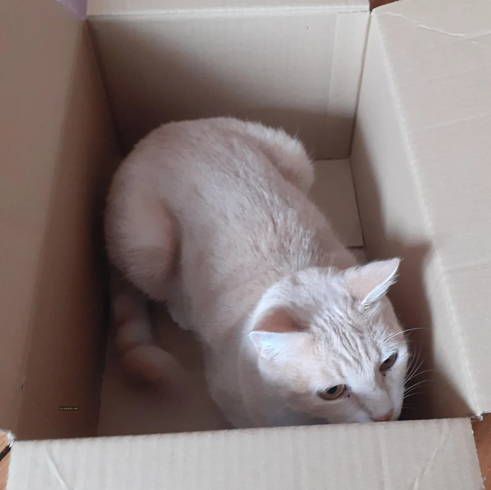 Beyaz bir kedi bir karton kutuda yatıyor.