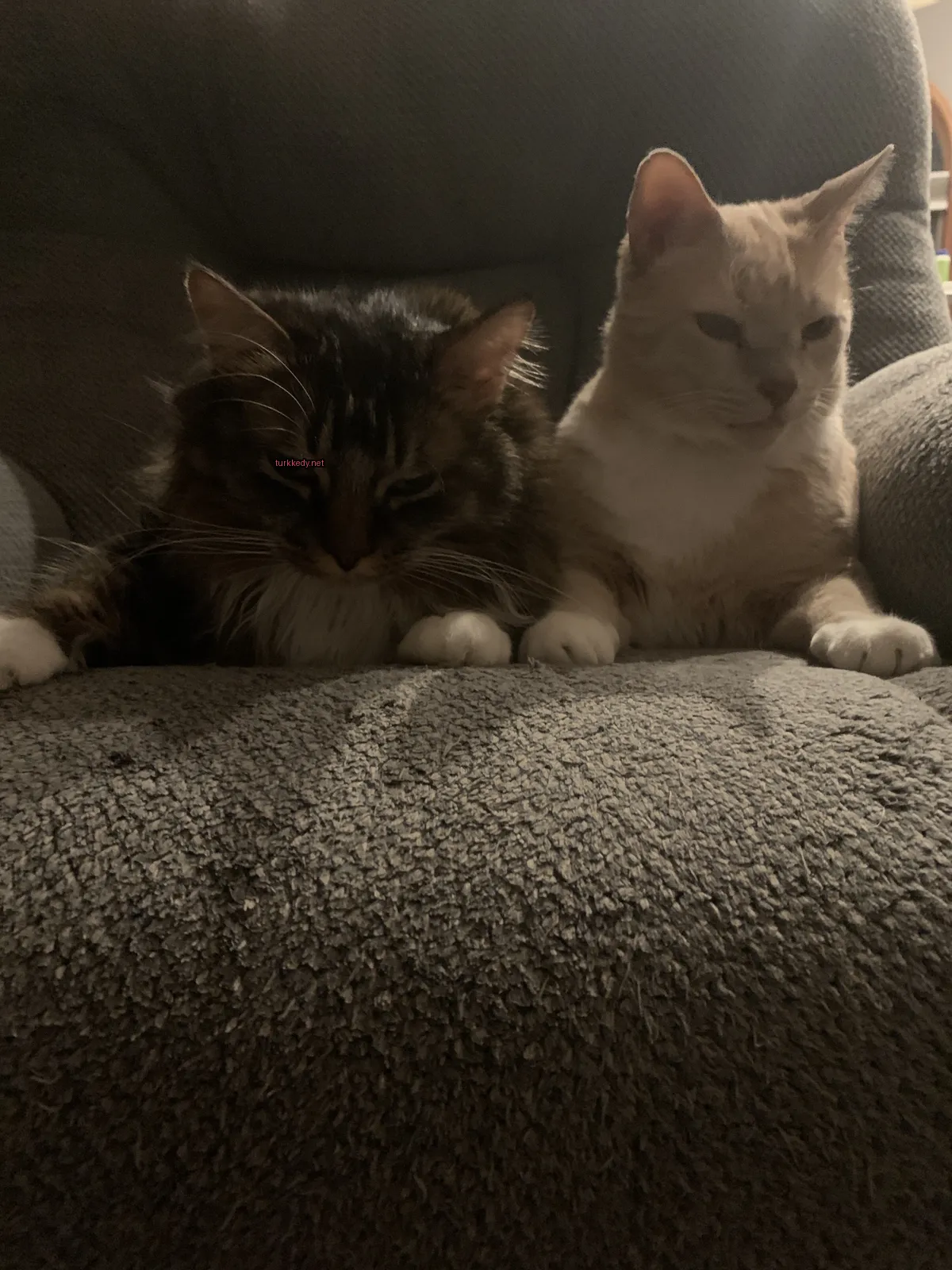 Beyaz bir kedi, bir başka kediyle birlikte bir sofa üzerinde oturuyor ve mavi gözleri ve pembe burunları var.