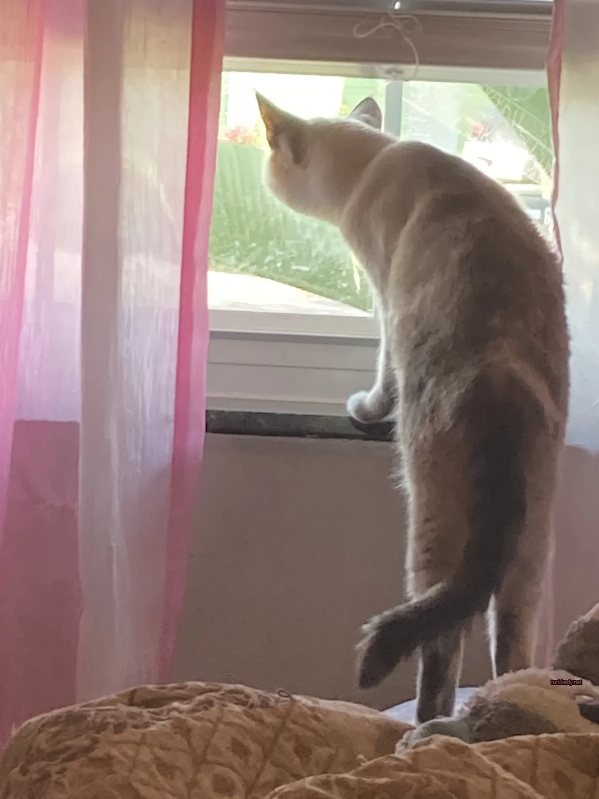 Beyaz ve kahverengi bir kedi pencereden dışarı bakıyor.