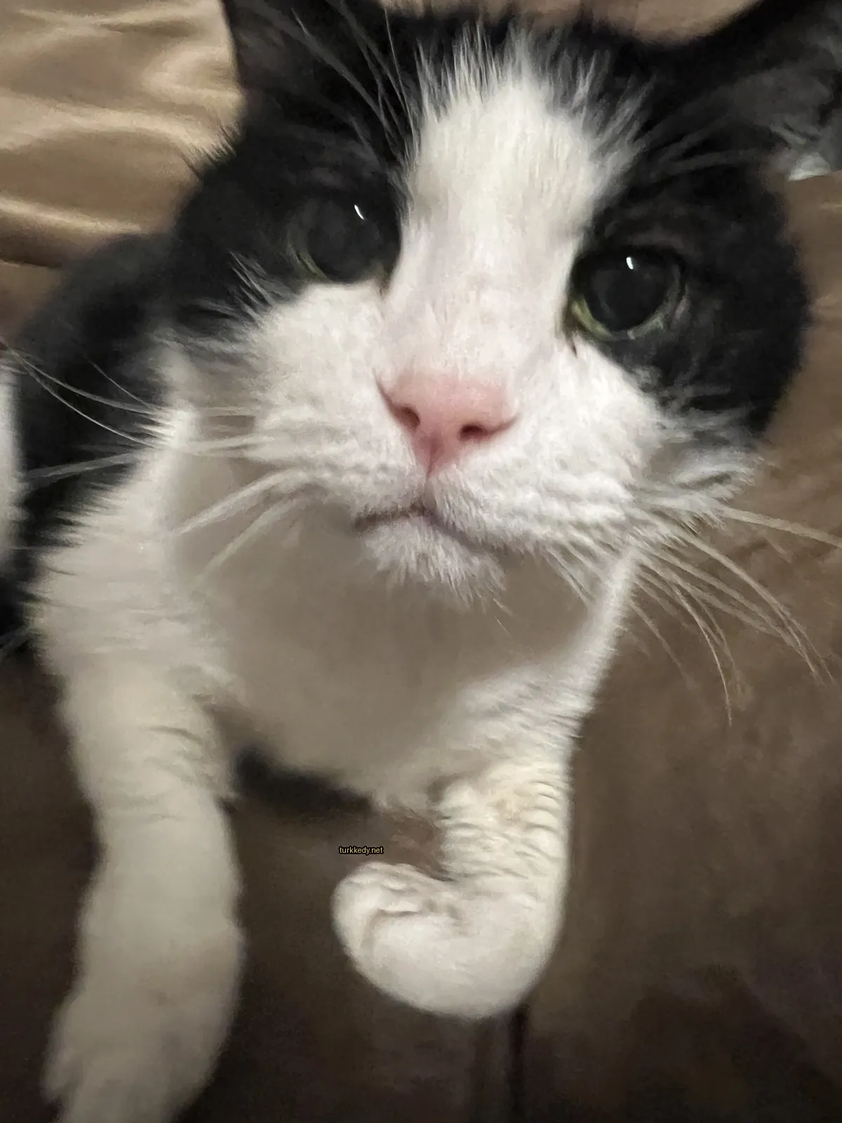Siyah ve beyaz bir kedi, beyaz burun ve pembe diline sahip, bir sofa üzerinde yatıyor.