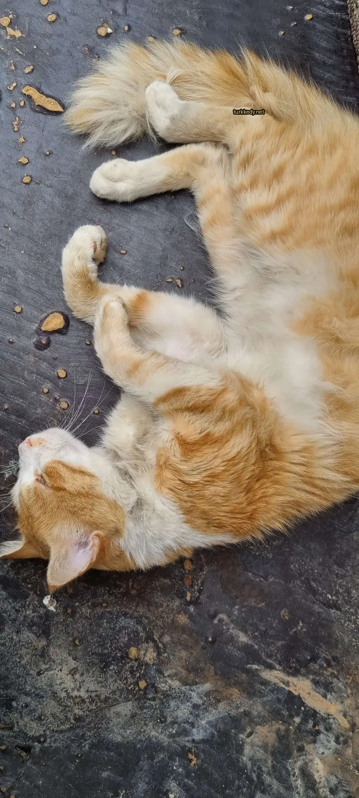 Kara ve beyaz bir kedi zemine yatıyor.