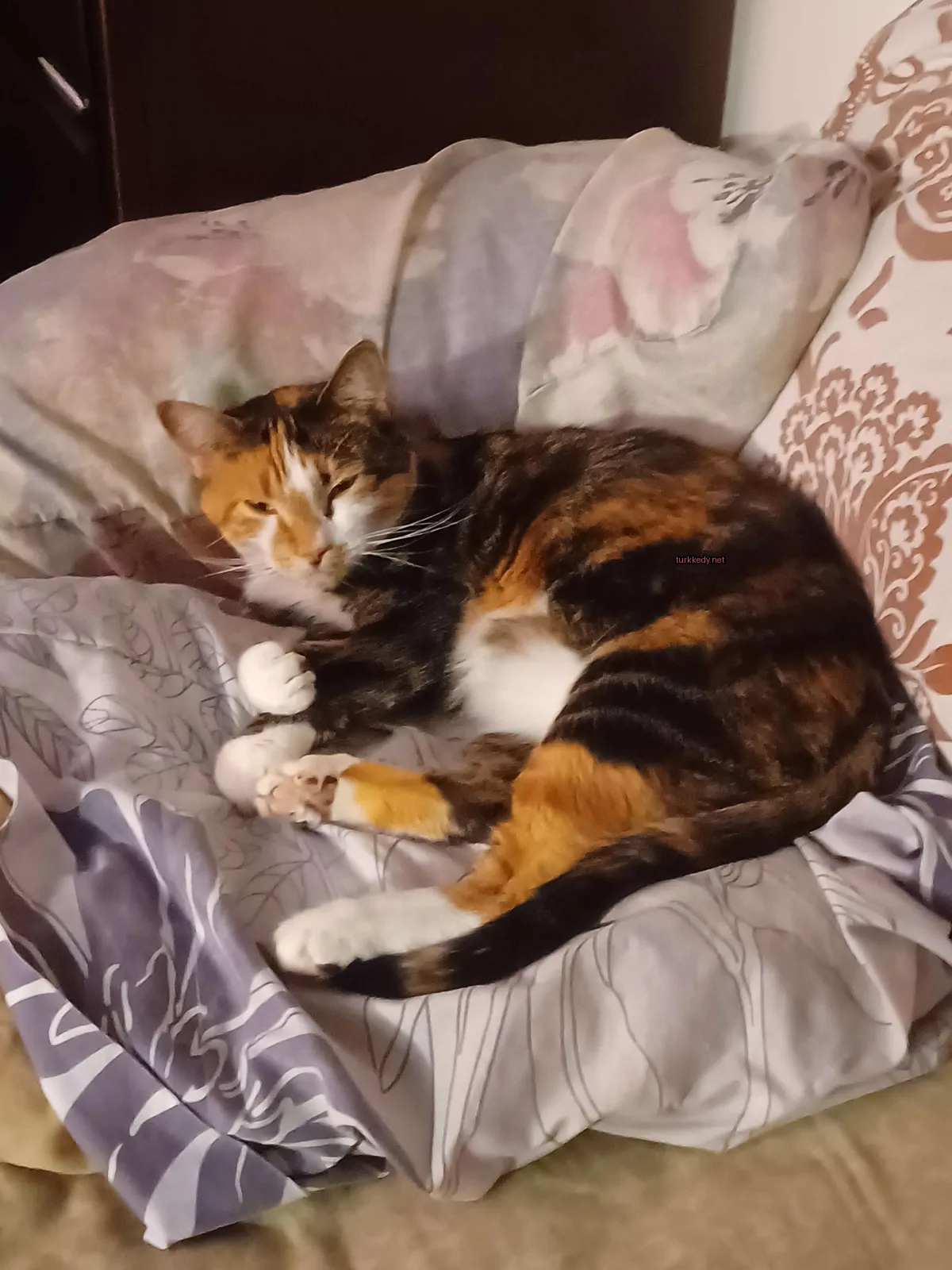 Bir beyaz yüz ve ayakları olan bir calico kedi bir bez üzerinde yatıyor.