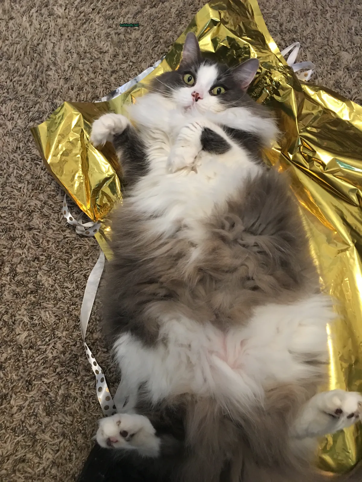 Gümüş ve beyaz bir kedi, siyah burunlu, altın bir bez üzerinde yatıyor.
